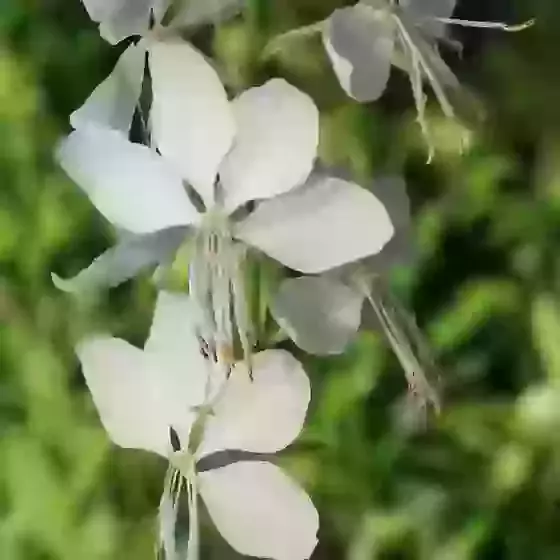 Gaura lindheimeri Lindheimer's Bee Blossom x 3 Plug Plants